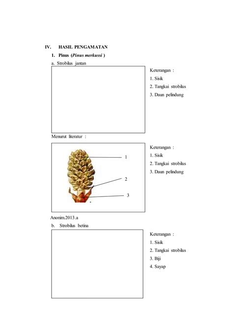 Laporan Praktikum 9 Strobilus Gymnospermae Morfologi Tumbuhan Pdf