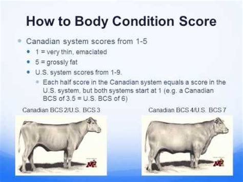 Using Body Condition Scoring BCS As Tool To Maximize Profitability