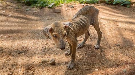 Pueden Los Humanos Contraer Alopecia De Los Perros