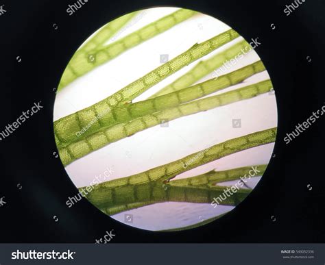 Aquatic Plant Cell Under Microscope View Stock Photo 549052336