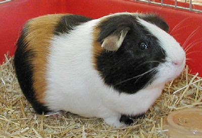 Guinea pig breeds – Pet Radio Magazine