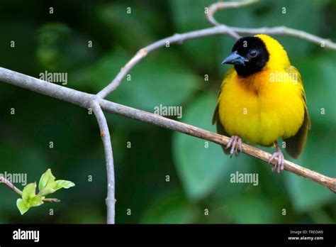 Yellow Backed Weavers Hi Res Stock Photography And Images Alamy