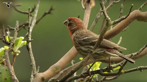 House Finch Bird Academy The Cornell Labbird Academy The Cornell Lab