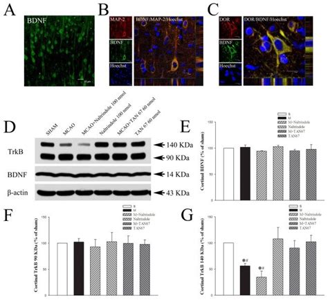 A Representative Fluorescent Micrographs Of Cortical Bdnf Positive