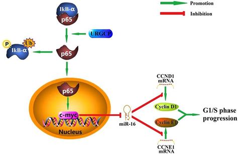 Schematic model. URGCP induces transcription factor c-myc expression by ...