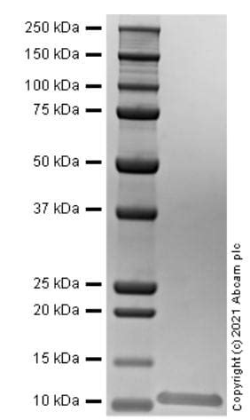 Recombinant Human MIP 1 alpha CCL3 protein Active ab283442 アブカム