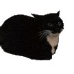 Cat Spinning Sticker - Cat Spinning - Discover & Share GIFs