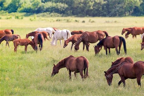 Herd of horses on field — Stock Photo © melory #99127888