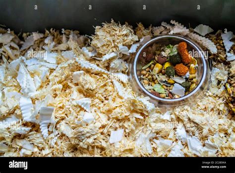 Hamster food mix in Hamster's bowl Stock Photo - Alamy