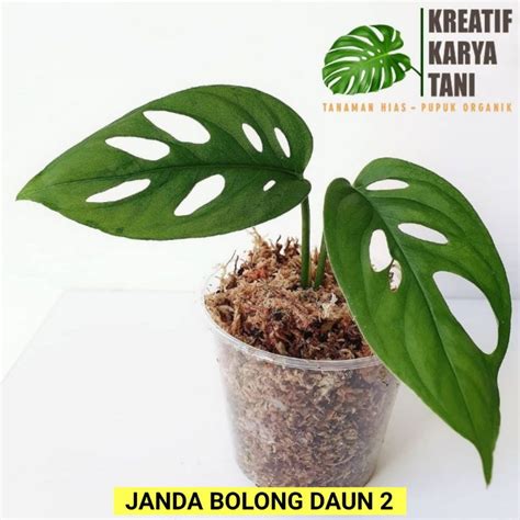 Jual Tanaman Hias Janda Bolong Monstera Janda Bolong Shopee Indonesia