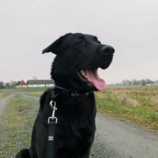 2 år gammal Blandras Schäfer och Labrador säljs av Matilda från Ystad