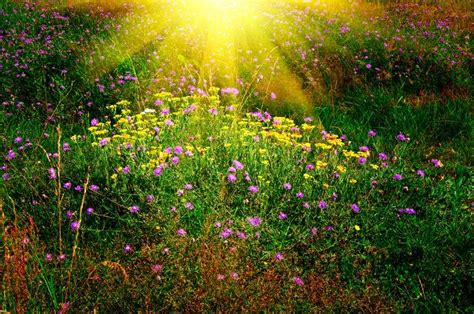 Peaceful Scenic Lawn Of Field Flowers Stock Image Colourbox