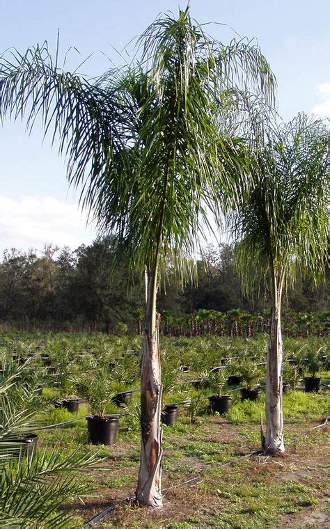 Buy Queen Palm Trees Syagrus Romanzoffiana Palms Palmtrees Realp