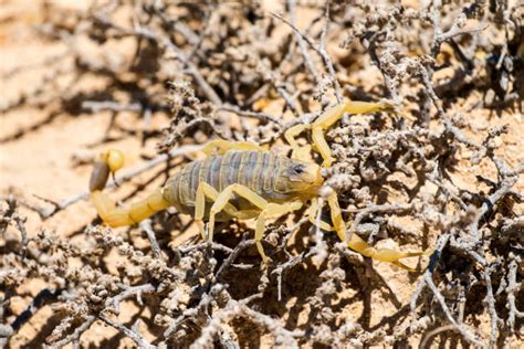 Understanding Striped Bark Scorpion Venom Risks And Treatment Green