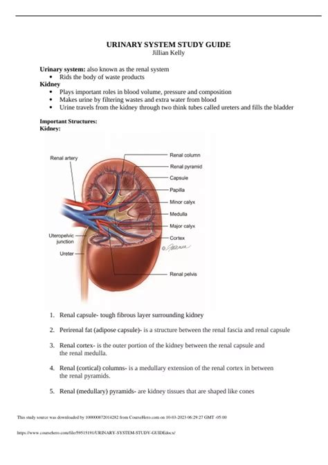 URINARY SYSTEM STUDY GUIDE Questions And Answers with Verified Study