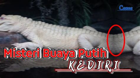 Cerita Mengenai Buaya Putih Kembar Nathanialtarohayes