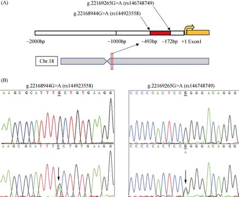 Gene Locus And Dna Sequencing Chromatograms Of Two Snps A The Two Download Scientific