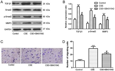 Sb Inhibited Cigarette Smoke Extract Induced Invasiveness Of A