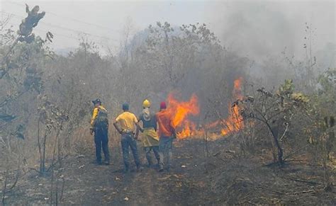 8 Personas Detenidas Por Incendio Del Parque Henri Pittier