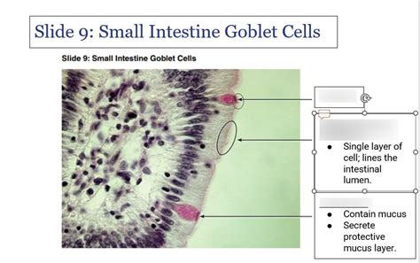 Small Intestine Goblet Cells Diagram | Quizlet