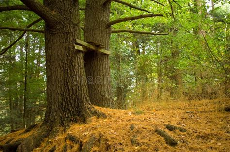 Abandoned Tree Stump Of Sesbania In The Agricultural Land With Growing