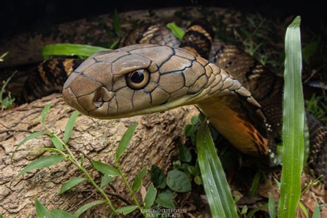 Ophiophagus Hannah Ophiophagus Hannah KING COBRA In Hong K Flickr