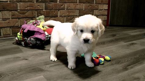 Emery N Denise S White Creamy Blonde Golden Retriever Puppies Duke And Esmae S Litters