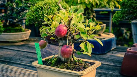 Apple Bonsai Tree - The Bonsai Master