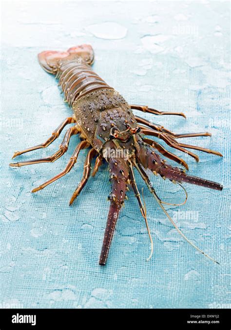 Spiny lobster Stock Photo - Alamy