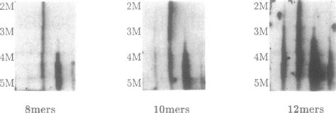 The results of hybridisations in chaotropic solvents of different ...