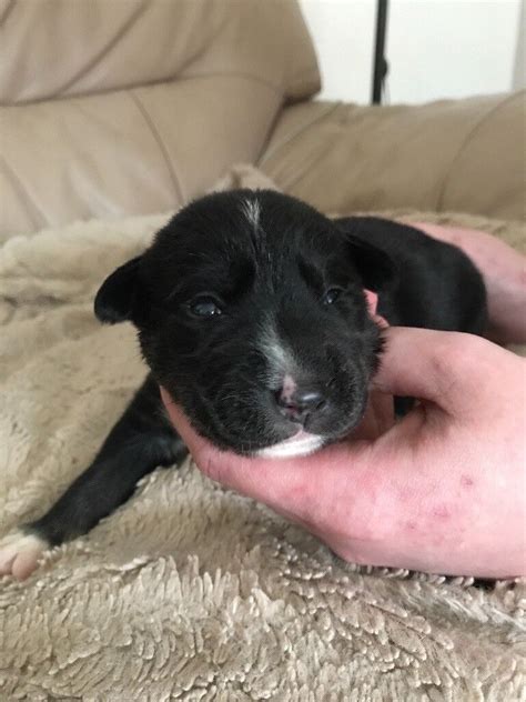 Labrador Husky Puppies For Sale In Motherwell North Lanarkshire