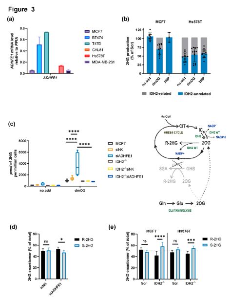 2hg Production By Idh2 And Adhfe1 A Quantification Of The Expression