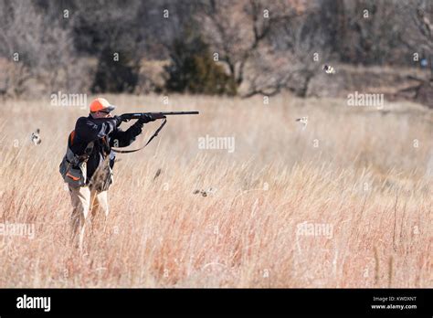 A Quail hunter flushing a covey of Bobwhite Quail Stock Photo - Alamy