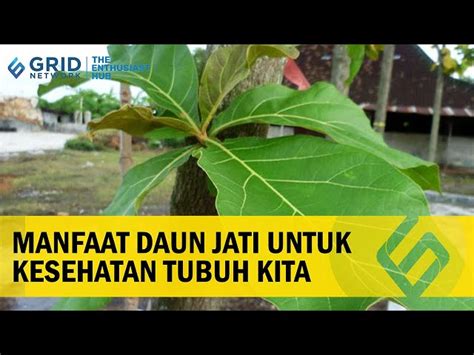 Temukan 7 Manfaat Daun Jati yang Jarang Diketahui