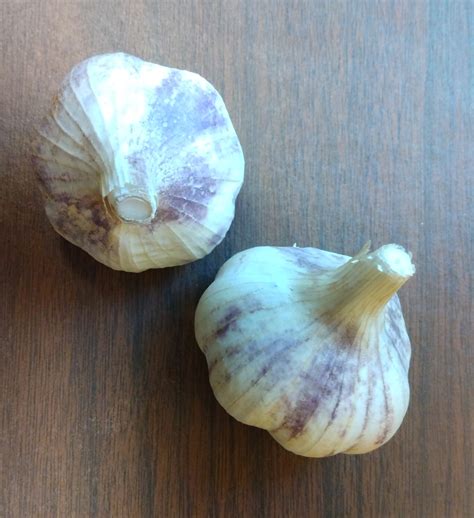 When Can I Plant Garlic