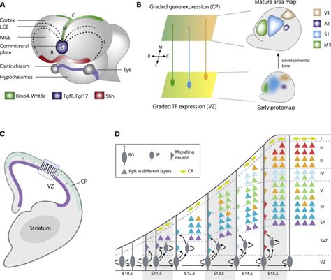 Toward A Genetic Dissection Of Cortical Circuits In The Mouse Neuron