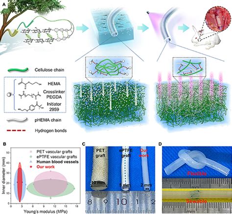 华南理工大学王小慧 广东省心血管病研究所陈寄梅团队 Cej：植物纤维素基双网络仿生小口径人工血管 中国聚合物网科教新闻