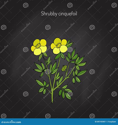 Shrubby Cinquefoil Plant Cartoon Vector | CartoonDealer.com #88762443