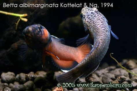 Betta Albimarginata Care: Habitat, Tank Setup, Breeding & more