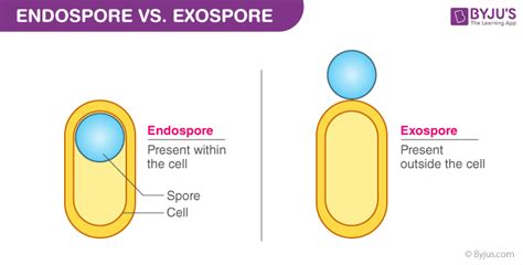 Types Of Bacterial Spores