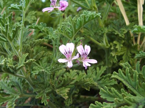 The Magnificent Seven Scented Pelargoniums - Scented leaf pelargonium