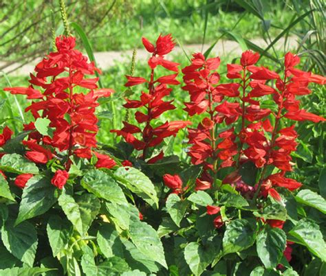 Sage Scarlet Red Salvia Coccinea Seeds