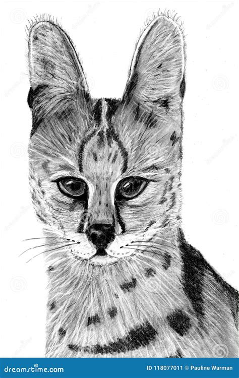 Hand Drawn Image Of A Serval Stock Illustration Illustration Of