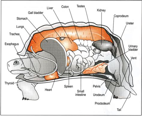 Reptile Fish And Amphibian GI Anatomy Flashcards Quizlet