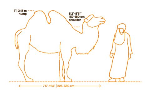 Bactrian Camel Dimensions & Drawings | Dimensions.Guide