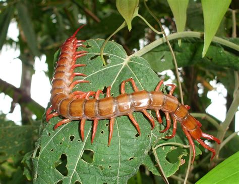 Réf 81060 CHILOPODA Scolopendromorpha Scolopendridae