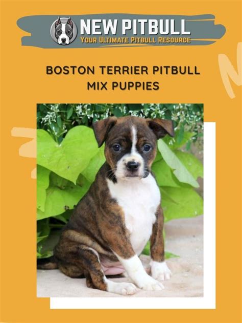 Boston Terrier Pitbull Mix Puppies – New Pitbull