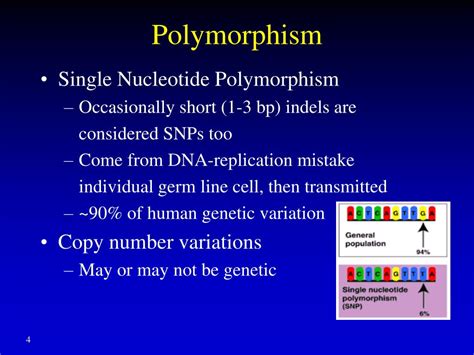 Ppt Single Nucleotide Polymorphism Copy Number Variations And Snp