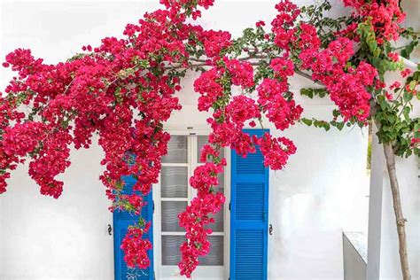 Bougainvillea: A Beauty for Indoors & Outdoors