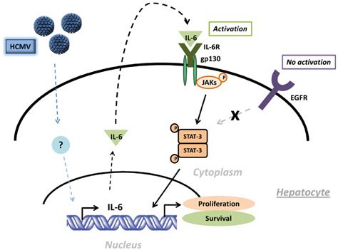 Potential Oncogenic Effect Of The Il Jak Stat Axis In Phh